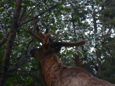 wgchermit12-day1-1  Velvet Elk in early morning.jpg (290369 bytes)